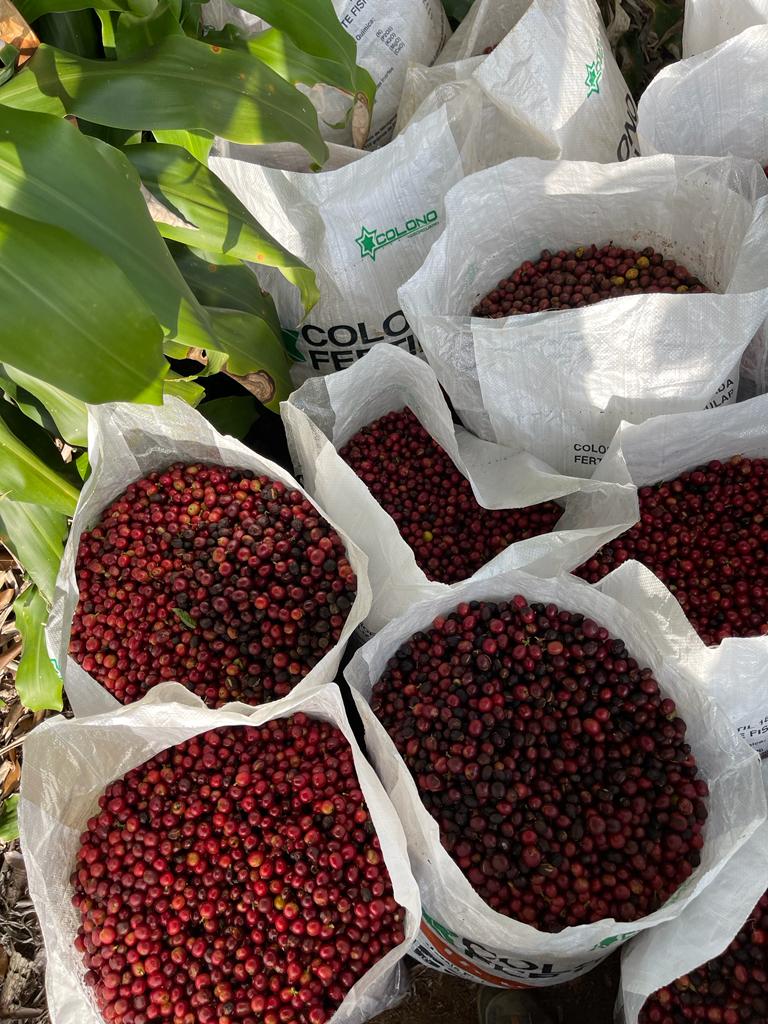 Finca Matilde