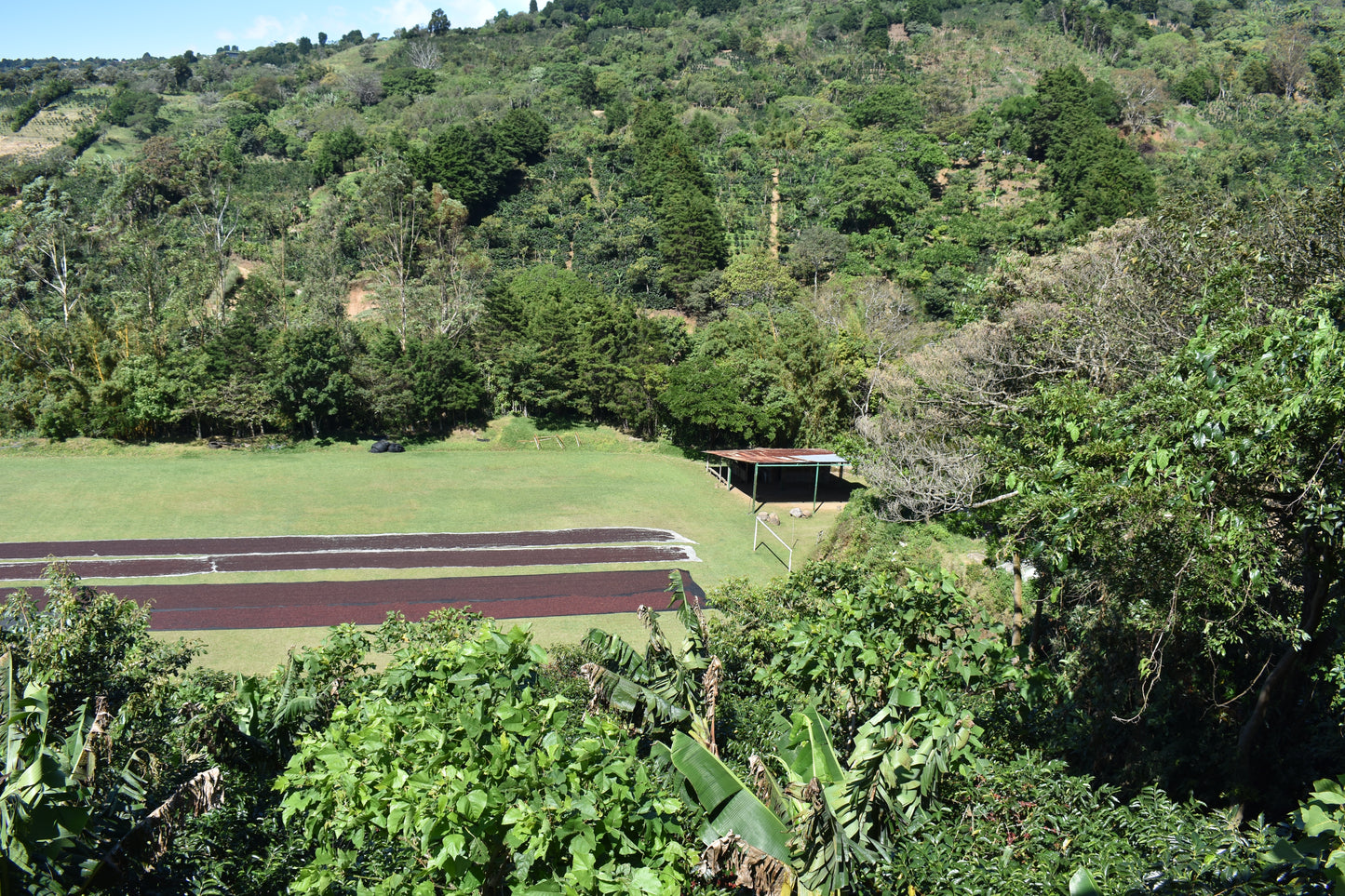 Finca Toño GEISHA