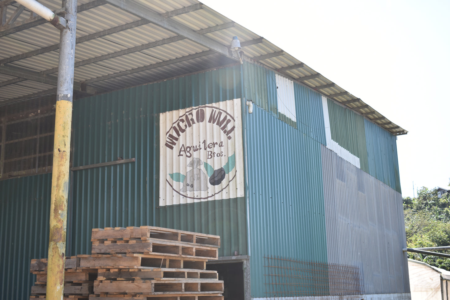 Finca Toño GEISHA